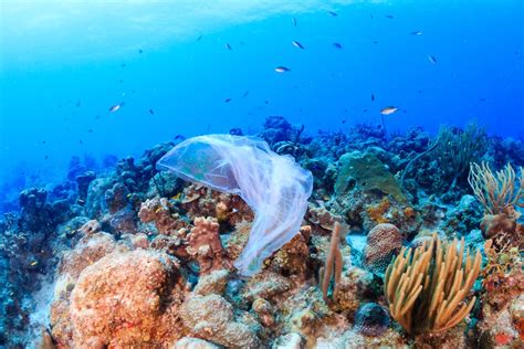 plastic    ocean  questions    answer  fix