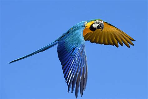 parrots     rainforest lineplycom