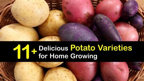 common varieties  potatoes choosing  potato types
