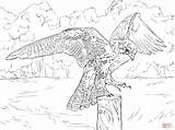 Falcon Coloring Pages Prairie Peregrine Printable Color Print Draw Falcons Drawings Kids Drawing Skip Main sketch template
