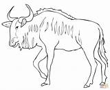 Wildebeest Coloring Blue Gnu Pages Antelope Springbok Printable Drawing Color Kids Print Cartoon Template Animals sketch template