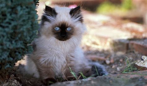 himalayan cat info temperament grooming life expectancy kittens