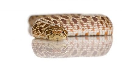 Sexing western hognosed snakes