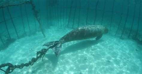 Dugong Caged Tied And Separated From Her Calf At A Cruel