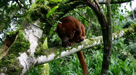 santuario de fauna y flora otún quimbaya parques