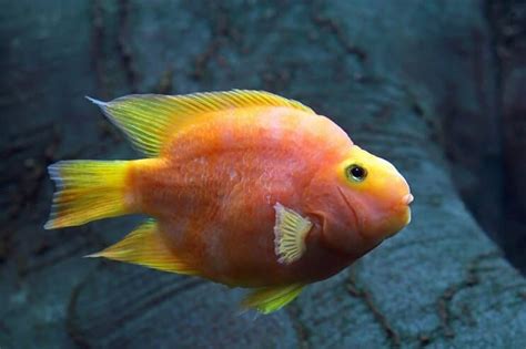 blood parrot fish blood red cichlid care tank mates fishkeeping world