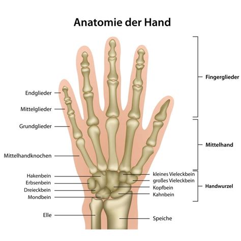 die hand anatomie und erkrankungen der hand