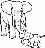 Elephant Coloring Pages Baby Animals Drawing African Kids Their Mother Babies Mom Cute Animal Draw Zoo Care Realistic Cartoon Elephants sketch template