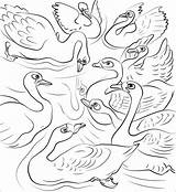 Duckling Anatroccolo Brutto Swans Flock Himself Throw Lancia sketch template