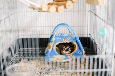 cages  sugar gliders  guide thepetsavvycom