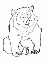 Bear Coloring Pages Asiatic Template Printable Drawing Care Sad Outline Templates Shape Animal Kids Bears Crafts Moon Color Colouring Super sketch template