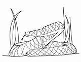 Coloring Rattlesnake Pose Various Bestcoloringpagesforkids Via sketch template