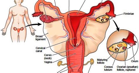 oviducts female reproductive system genetic engineering info