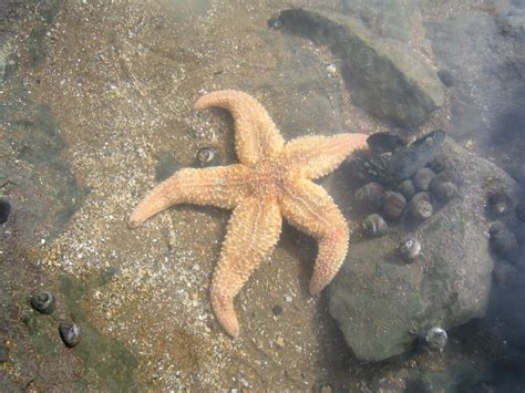 animal world    starfish