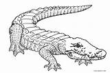 Coloring Alligator Pages Crocodile Cool2bkids Kids Printable Drawing Water Getdrawings Nile sketch template