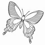 Kupu Papillon Sketsa Mewarnai Hewan Bunga Animaux Pelajarindo Mawar Animal Butterflies Alamendah Hinggap Coloriages sketch template