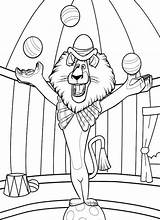Circus Coloring Pages Printable Lion Animal Kids Specially Designed sketch template