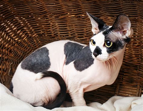 Sphynx Kittens For Sale Near Me Sphynx Cats For Sale 2020