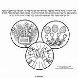 Emor Parshas Pesukim Hebrew sketch template