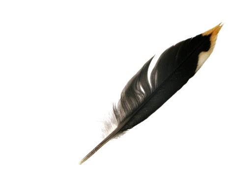 stock  rgbstock  stock images black feather lusi