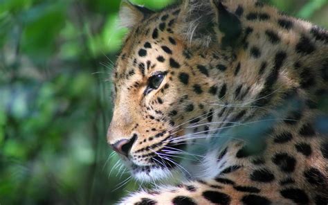 leopard face color big cat predator wallpaper