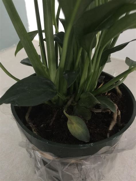 grow peace lily  tall       question forum