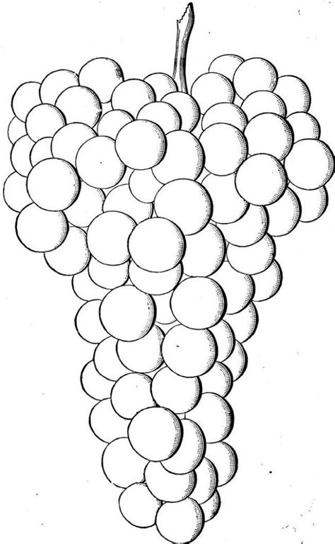 grapes coloring pages books    printable
