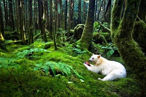 cute forest bear pictures