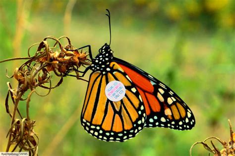 monarch butterfly facts pictures and video find out about
