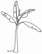 Banana Leaf Clipart Drawing Getdrawings sketch template