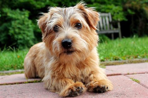 norfolk terrier dog breed history   interesting facts