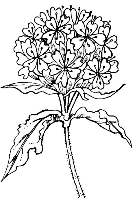 flower flower coloring pages flowers coloring pages