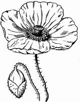 Poppy Drawing Flower Coloring Pages Sketches Flowers Colouring Drawings sketch template