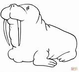 Walrus Coloring Fat Pages Cute Color Baby Printable Online Designlooter Supercoloring Clipart 67kb 1168 1080px Categories sketch template