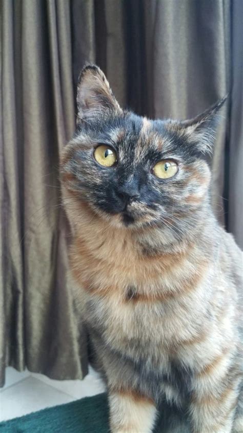 Moggy Of The Week Beautiful Cat “mia” Urgently Needs A