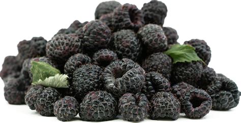 black raspberries information recipes  facts