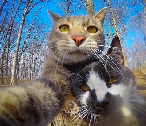 meet manny the selfie cat who just can t get enough of the camera and