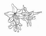 Flowers Lilium Coloring Coloringcrew sketch template