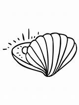 Muschel Perle Ausmalbild Almeja Perla Shell Muscheln Ausdrucken Malvorlage Vongola Clam Kinderbilder Shellfish Malvorlagen Perl Nautilus sketch template