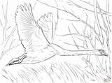 Coloring Pages Swan Flight Mute Printable Skip Main sketch template