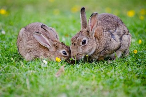 care   exotic pet bunny rabbit fauna care