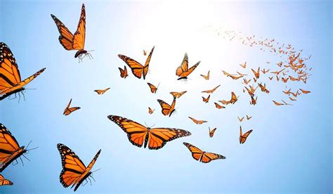 butterfly flying wallpapers wallpaper cave