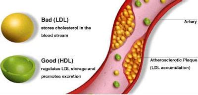 blood cholesterol management  general information disabled world
