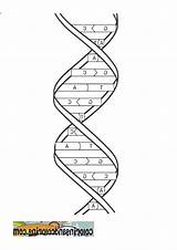 Dna Coloring sketch template