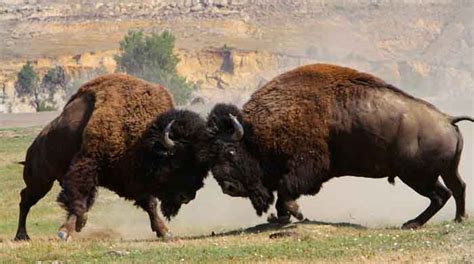 american buffalo legends  america