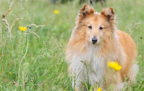 sheltie mix  wallpapers