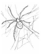 Spider Widow Printable Coloring Pages Activities Spiders sketch template