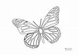 Papillon Mariposas Oh Ad3 Crayons sketch template