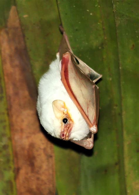 honduran white bat facts living marshmallows  wild