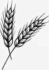 Wheat Plant Coloring Worksheet Kindergarten Clip Line Drawing Guide sketch template